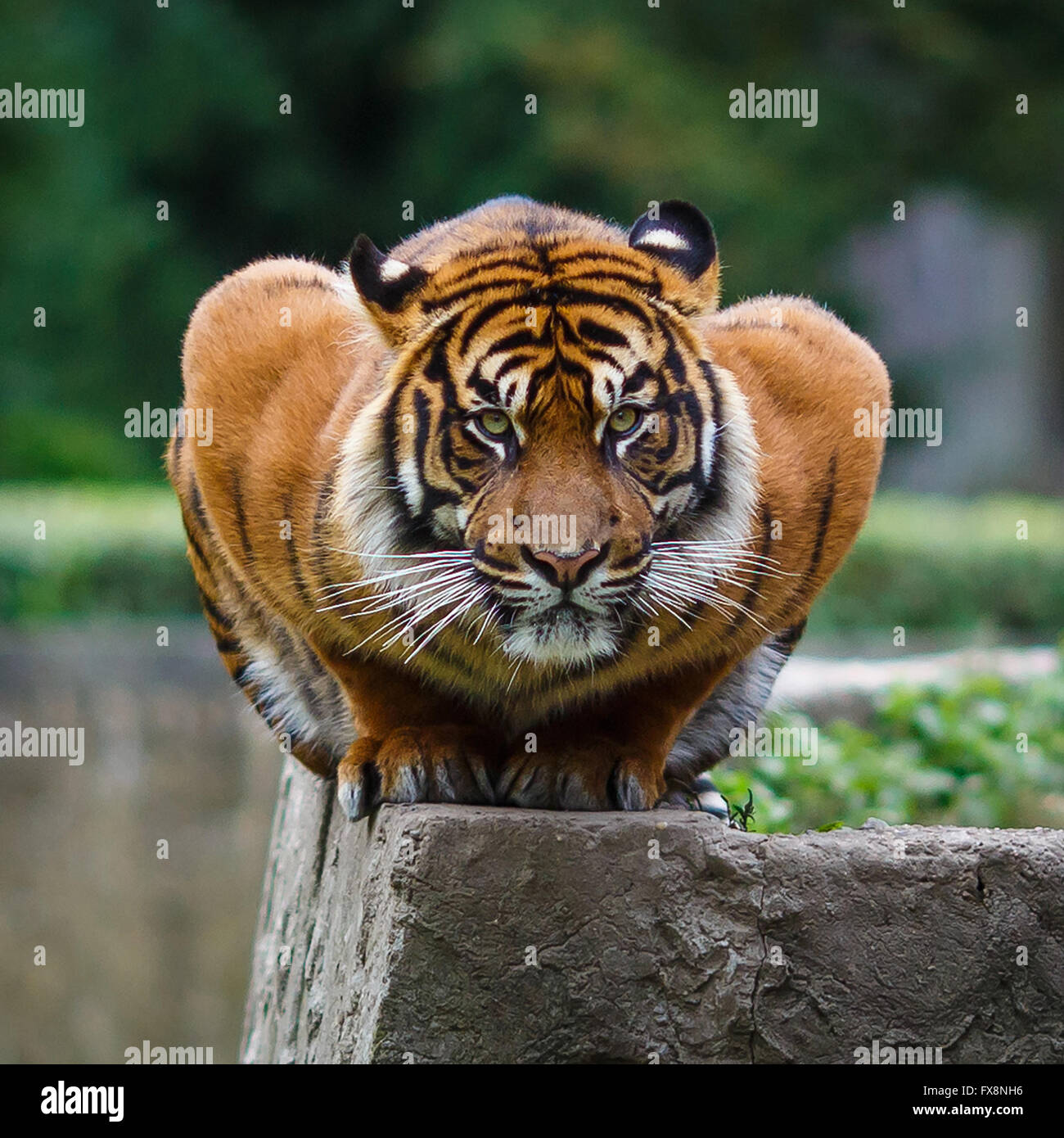 portrait of a tiger sitting on the edge in uncommon posture FX8NH6