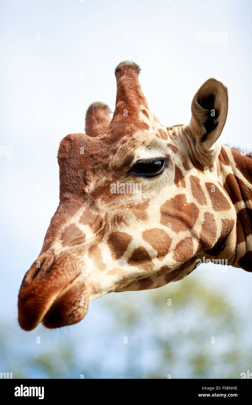 Head of giraffe close up in summer Stock Photo