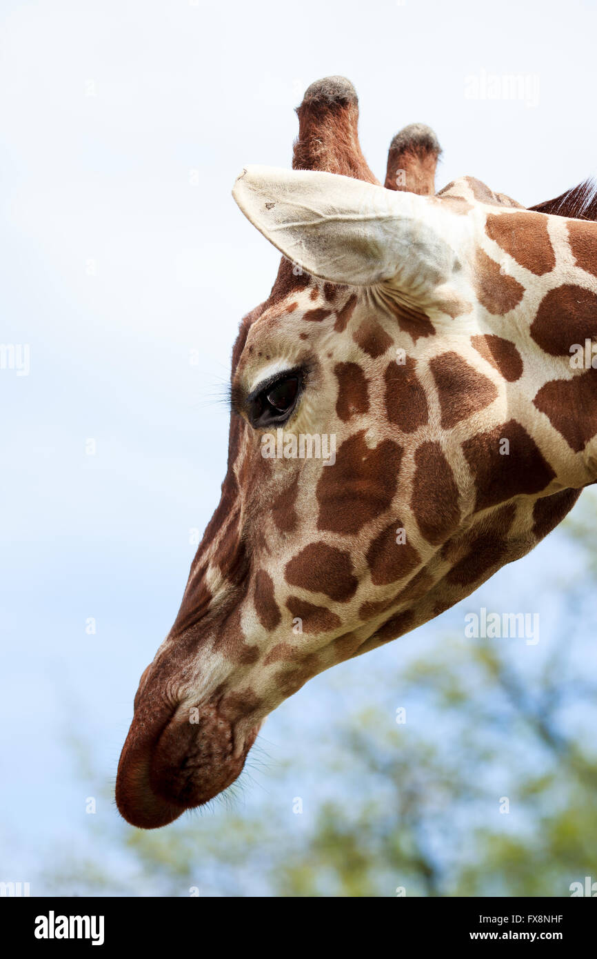 Head of giraffe close up in summer Stock Photo