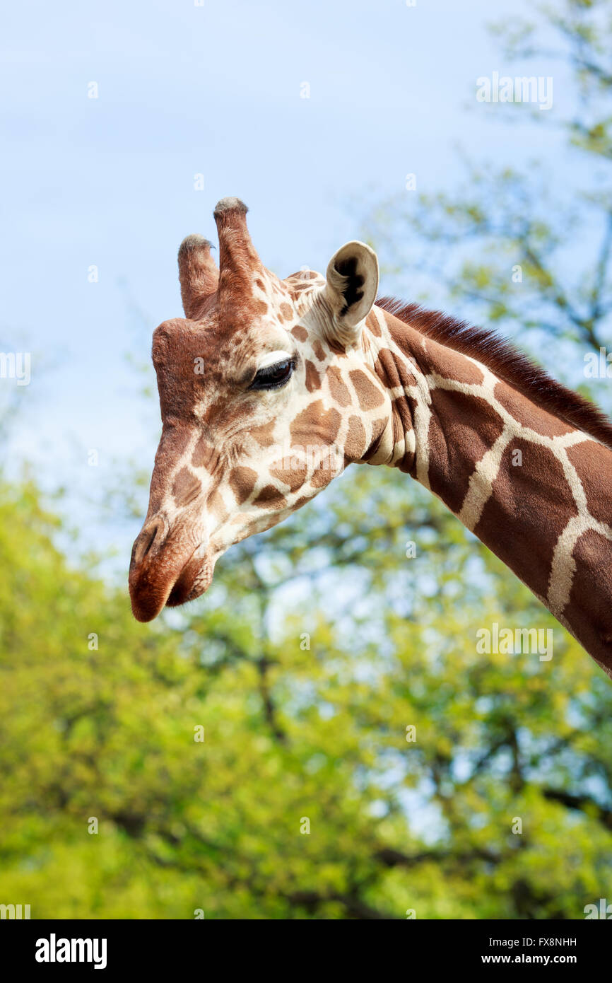 Head of giraffe close up in summer Stock Photo