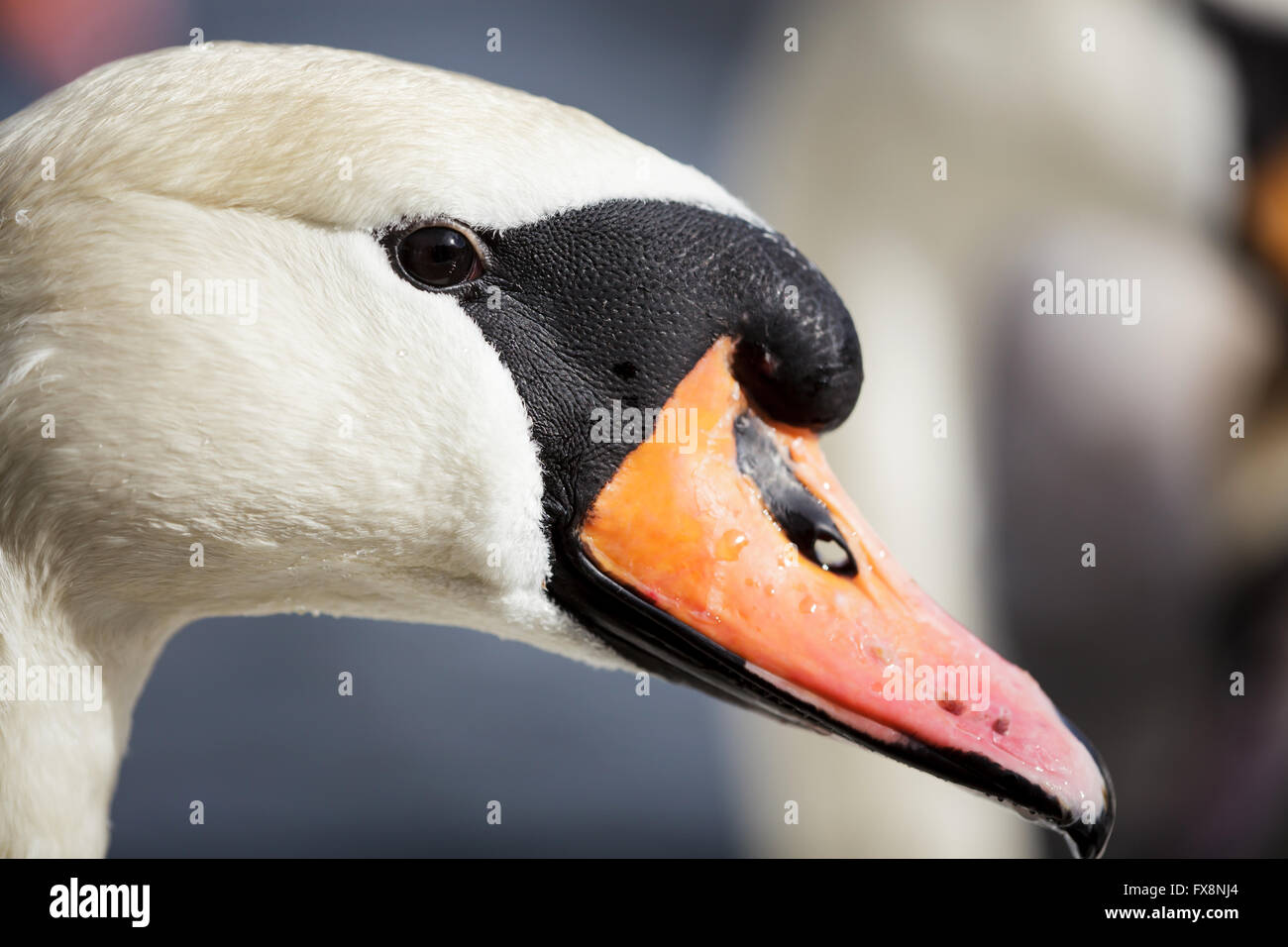 Portrait of a swan close up at winter time Stock Photo