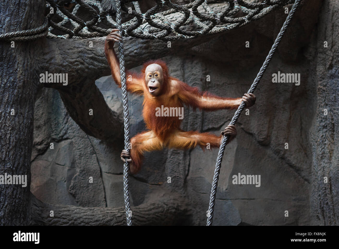 Portrait of a funny kid of orangutan hanging on a rope Stock Photo