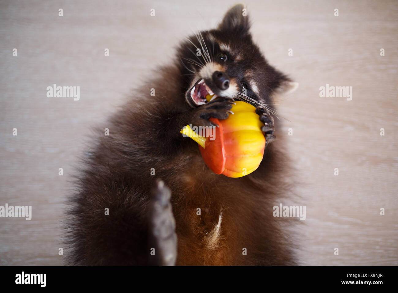 Close-up portrait of raccoon with toy on a grey background Stock Photo