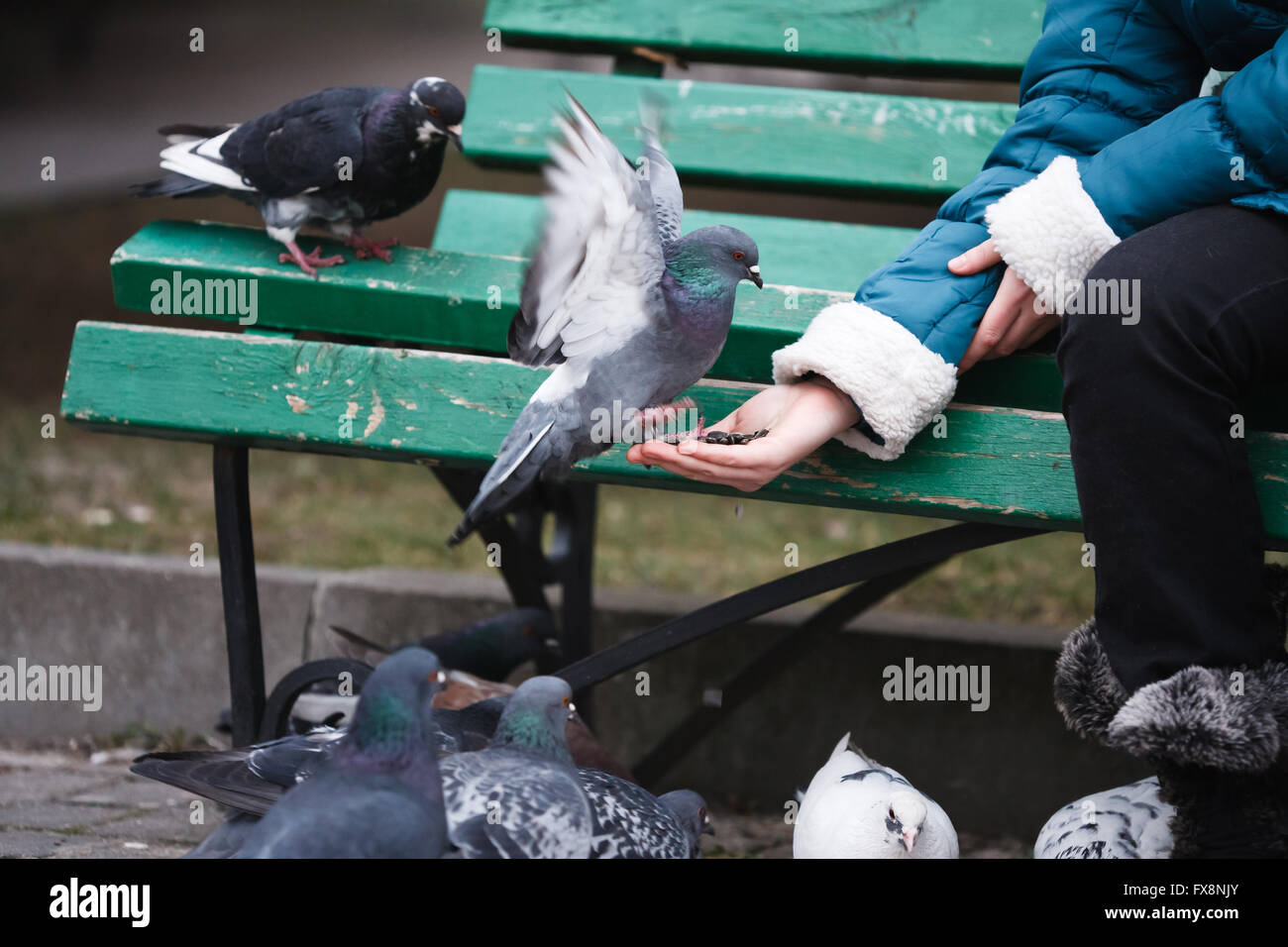 Girl feeding doves sunflower seeds on the bench Stock Photo Alamy