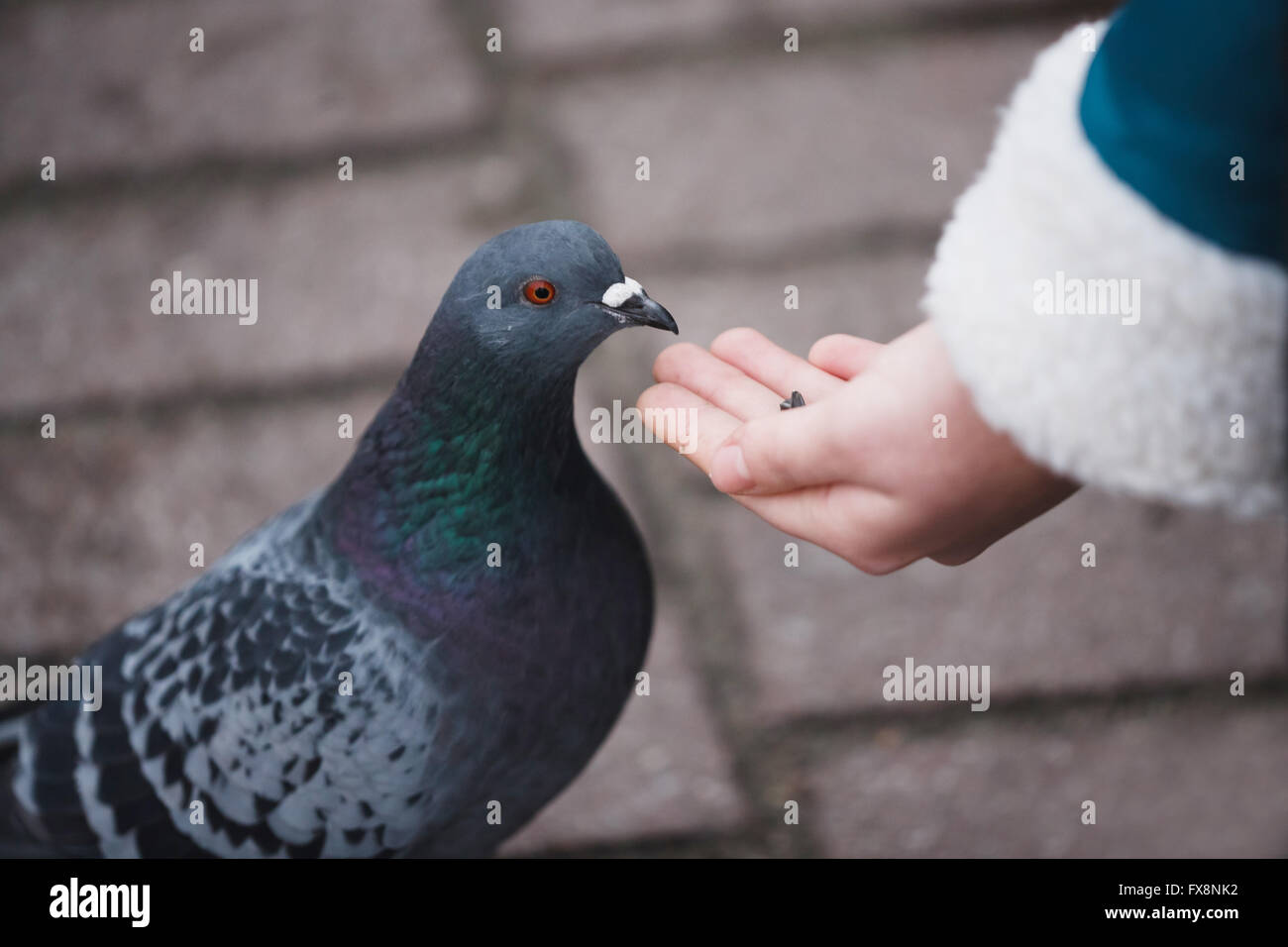 Girl feeding doves sunflower seeds on the bench Stock Photo Alamy