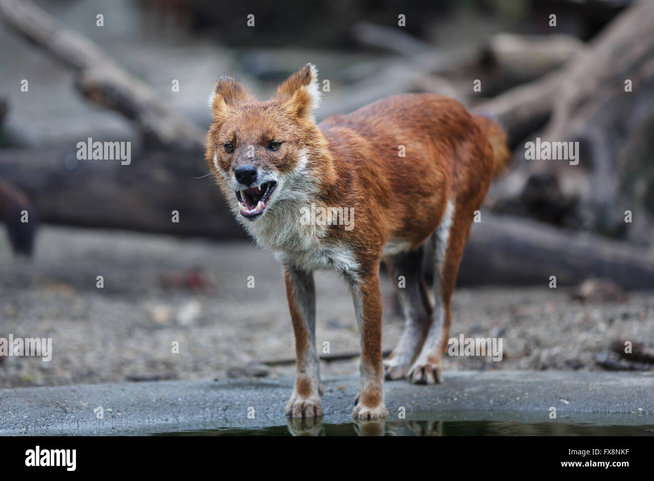 Red wolf eating meat by the water Stock Photo