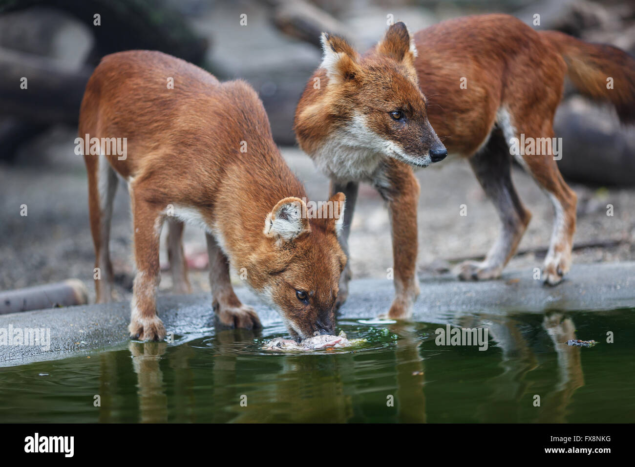 Two red wolf eating meat by the water Stock Photo