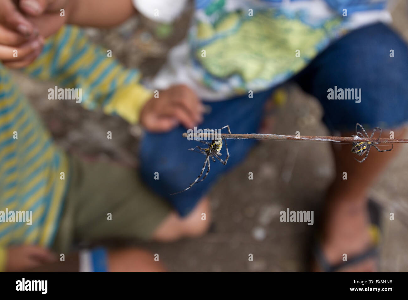 Filipino children participating in a game of spider fighting. Stock Photo