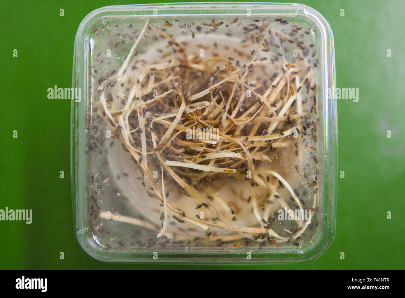 feeding porridge to fruit flies (Drosophila Stock Photo Alamy