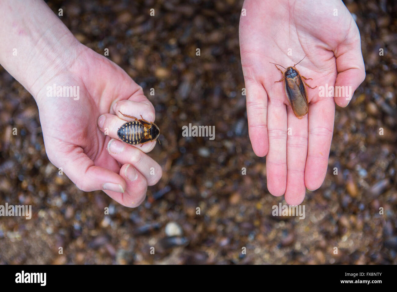 Scale Cockroach large scale production of edible insects (cockroaches-Blaptica Dubia ...