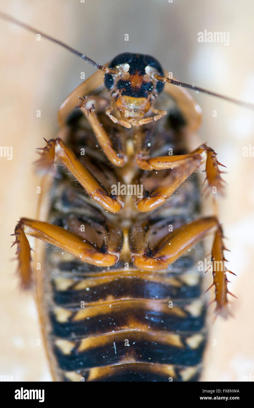 Scale Cockroach large scale production of edible insects (cockroaches-Blaptica Dubia ...
