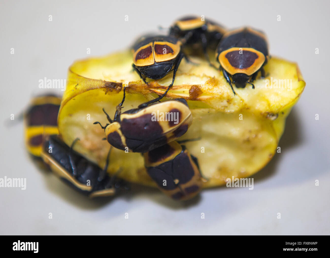 dola-s-pachnoda-butana-stock-photo-alamy