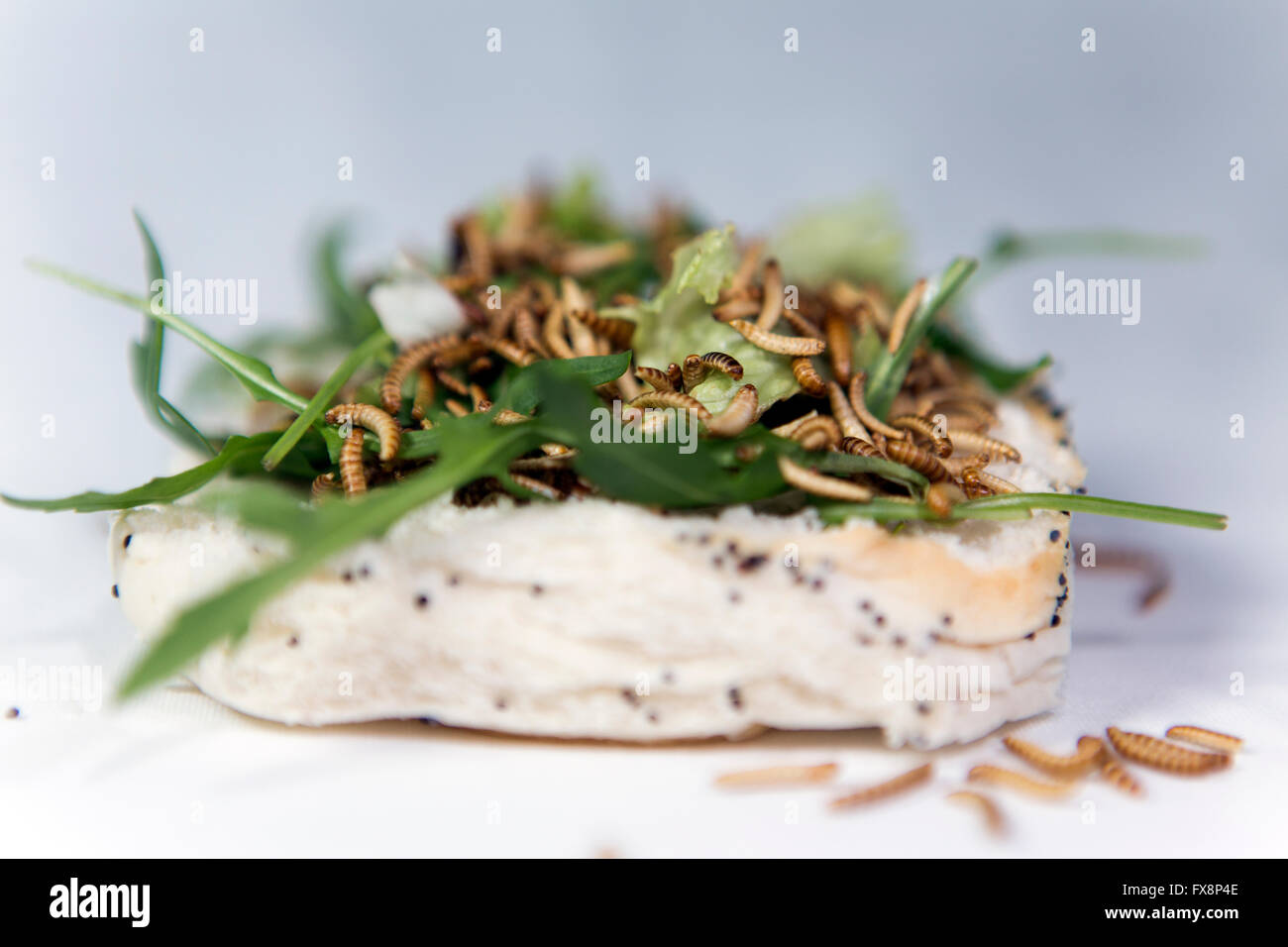 large scale production of edible insects  in Holland Stock Photo
