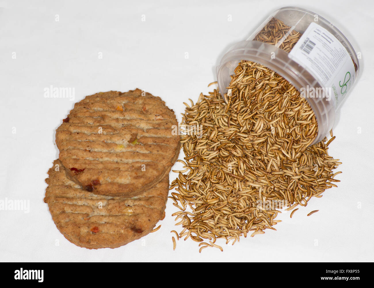 large scale production of edible insects (mealworms) in Holland Stock Photo