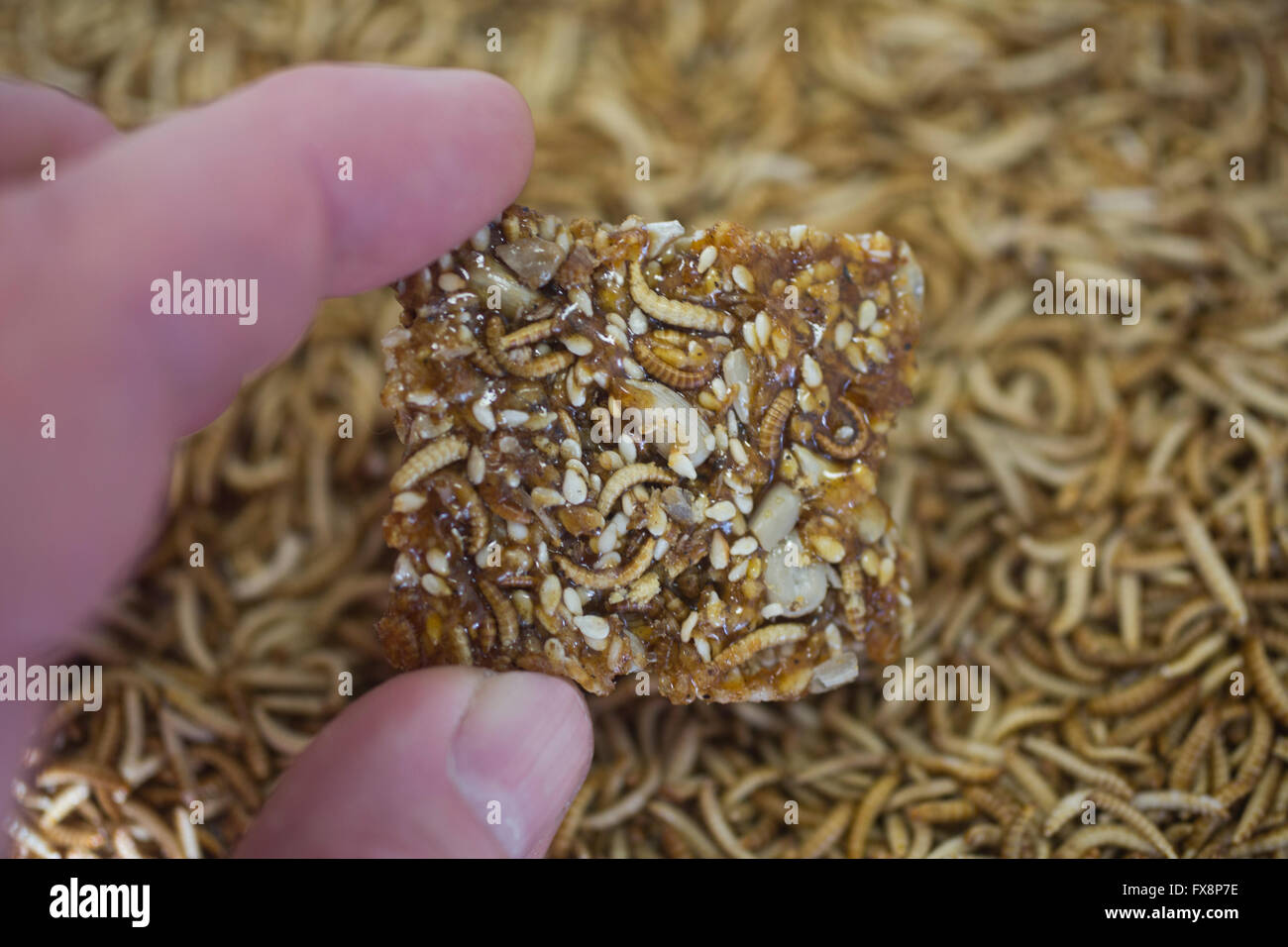 large scale production of edible insects (mealworms) in Holland Stock