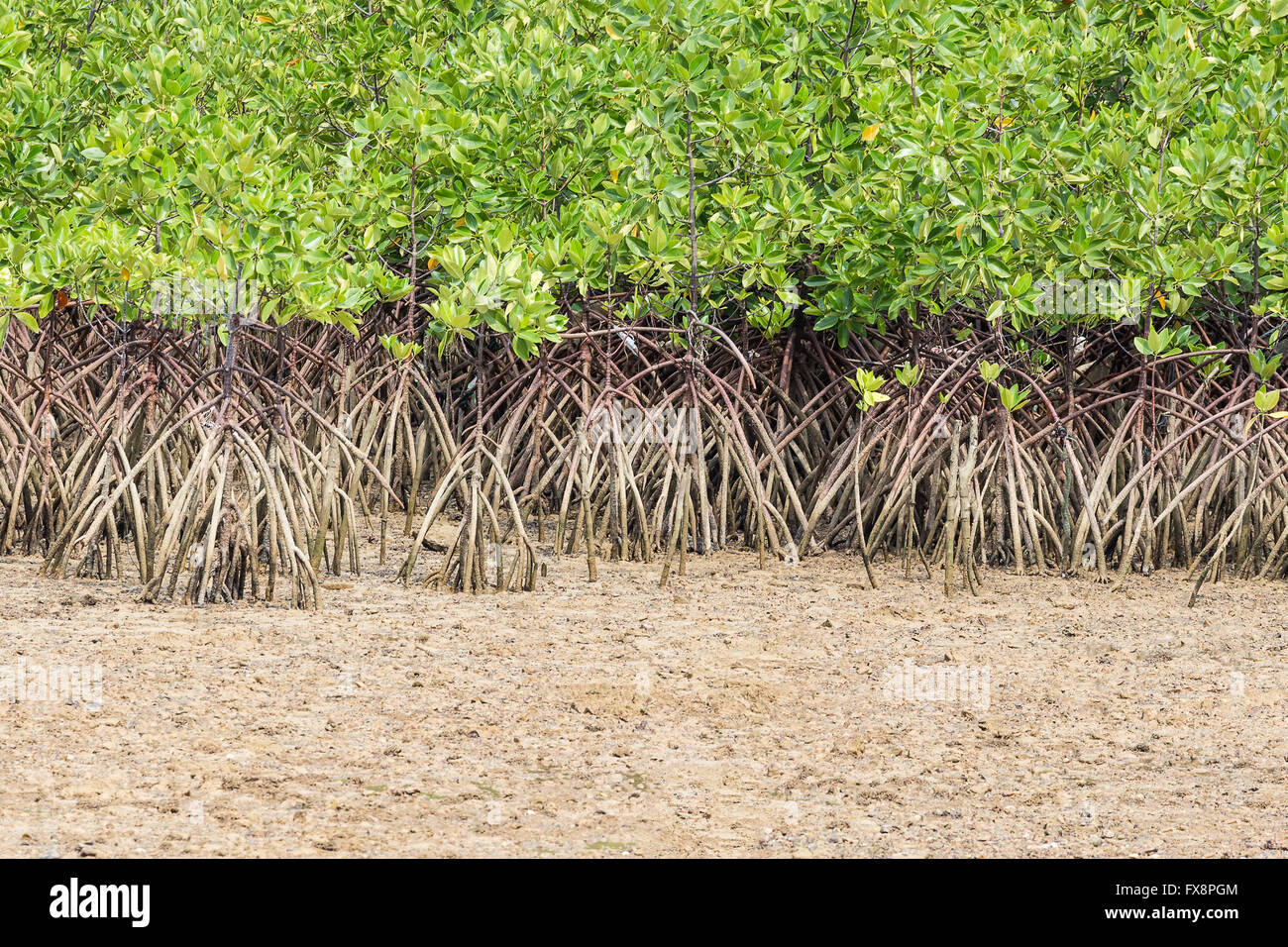 Green leaf mangrove trees grow on the wet brackish water beach or