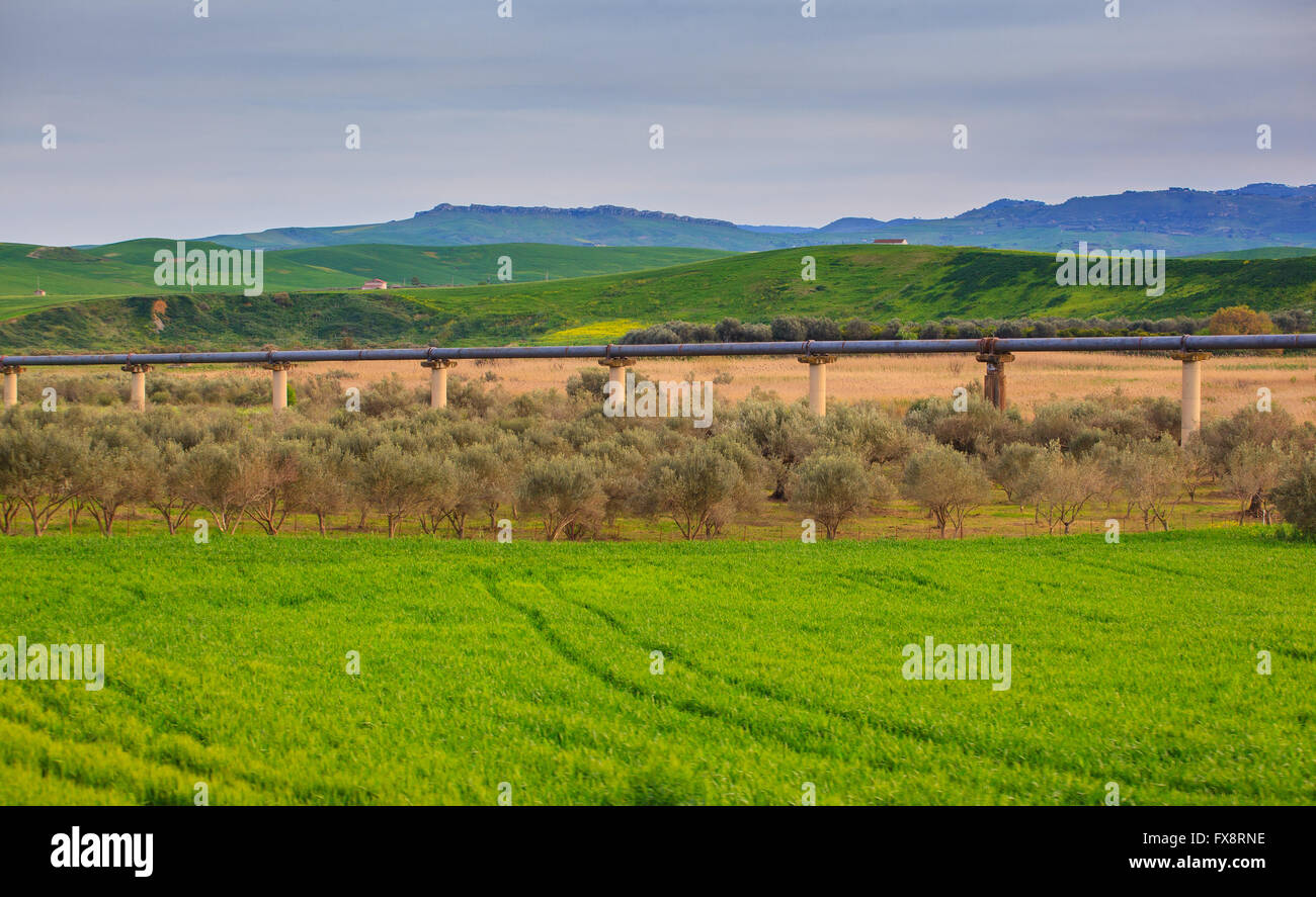 Olive trees in sicily hi-res stock photography and images - Alamy