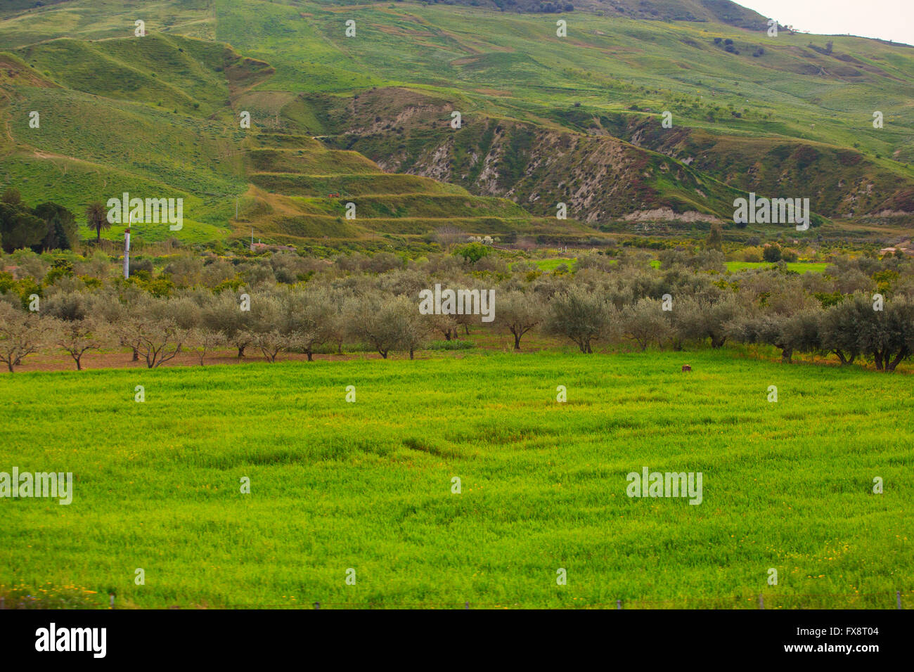 Olive trees in sicily hi-res stock photography and images - Alamy