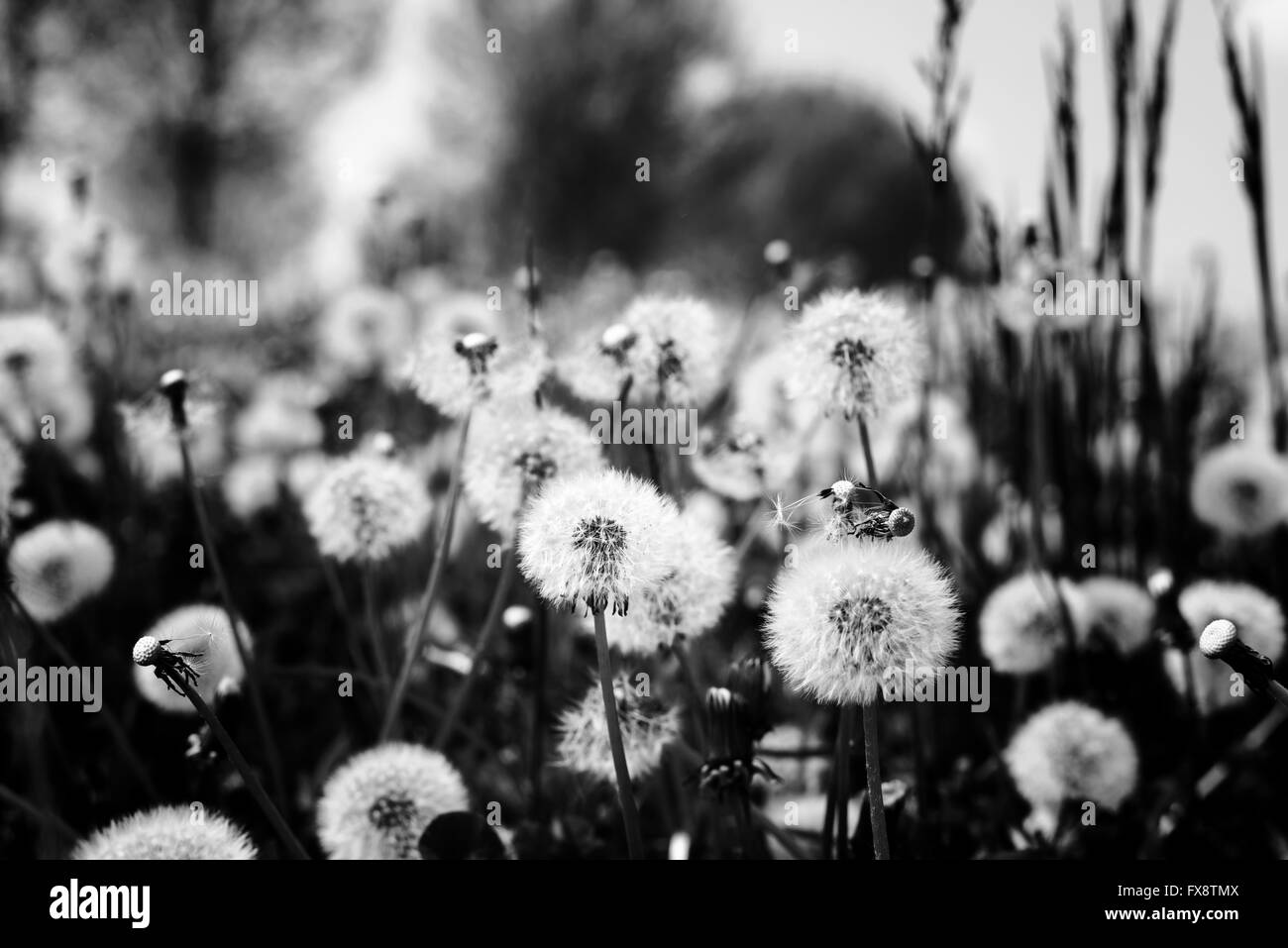 field full of taraxacum in the grass black and white Stock Photo - Alamy