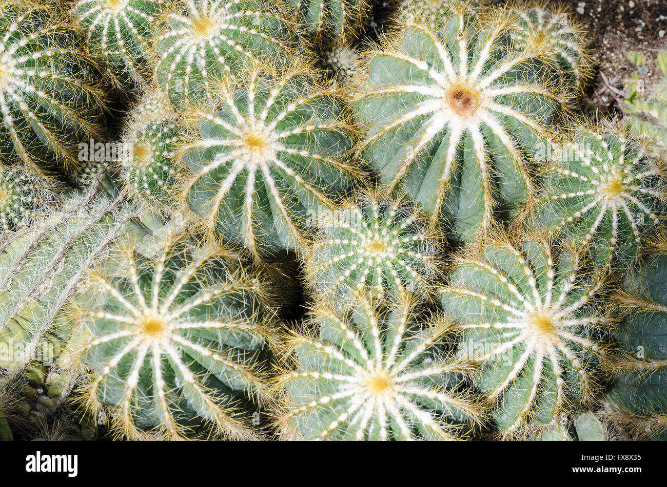 Parodia magnifica cacti in a greenhouse Stock Photo