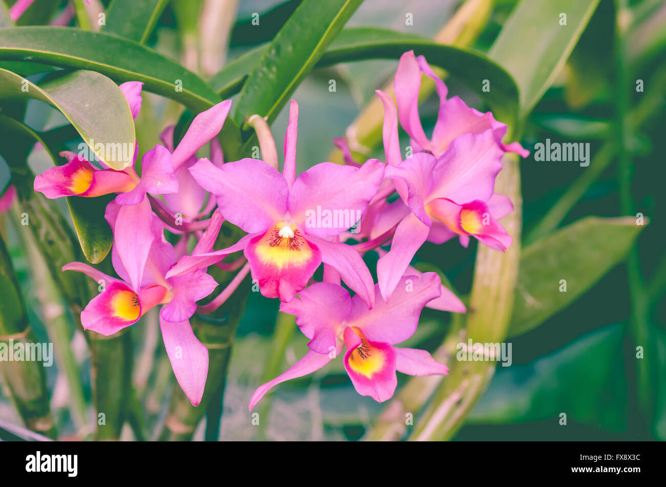 Guarianthe x guatemalensis orchid with retro pink filter. Stock Photo