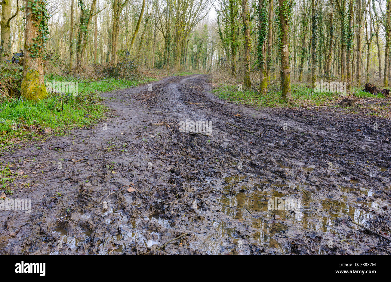 Muddy road with trees in the woods either side, after rainfall, in the UK. Stock Photo