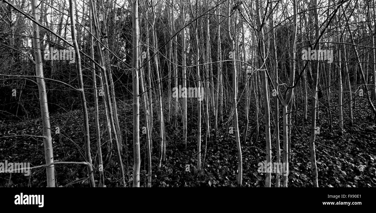 Spinney New young trees similar to BY0AAA top cropped and contrast