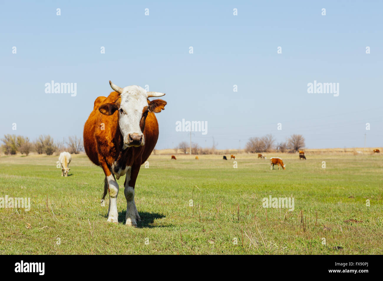 Cows on green meadow Stock Photo - Alamy