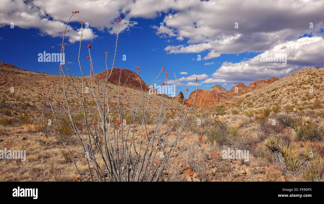 Blooming Ocotillo cactus and desert landscape in Big Bend National Park, Texas Stock Photo