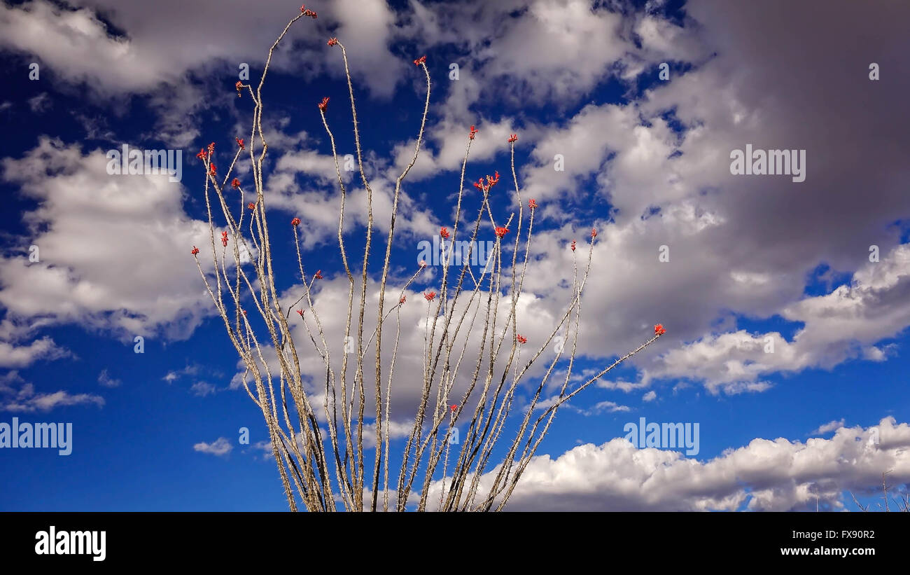 Fowering ocotillo cactus against cloud filled sky in Big Bend National Park, Texas Stock Photo