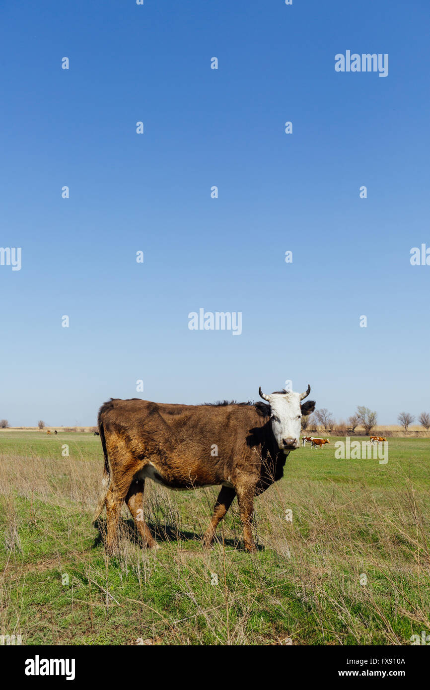 Cows on green meadow Stock Photo - Alamy