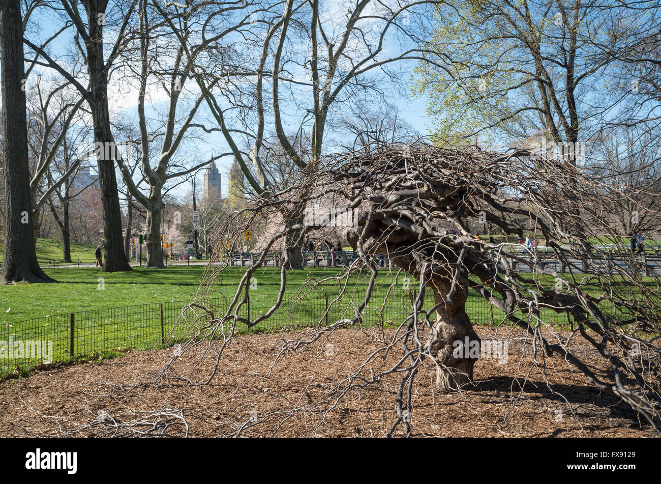 Camperdown Elm (Ulmus Glabra "Camperdownii") on East Green in Central ...