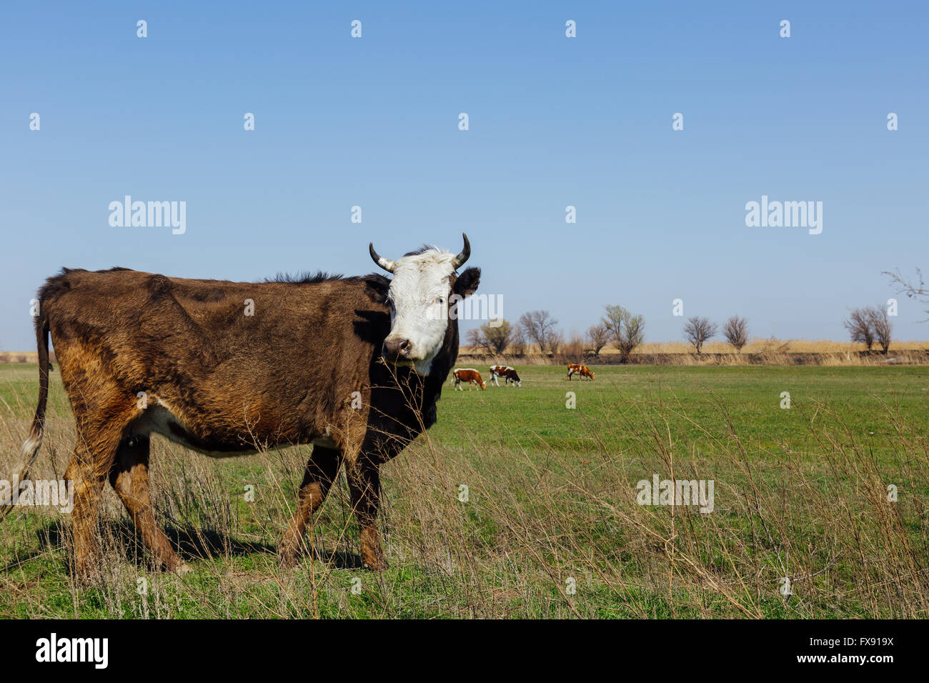Cows on green meadow Stock Photo - Alamy