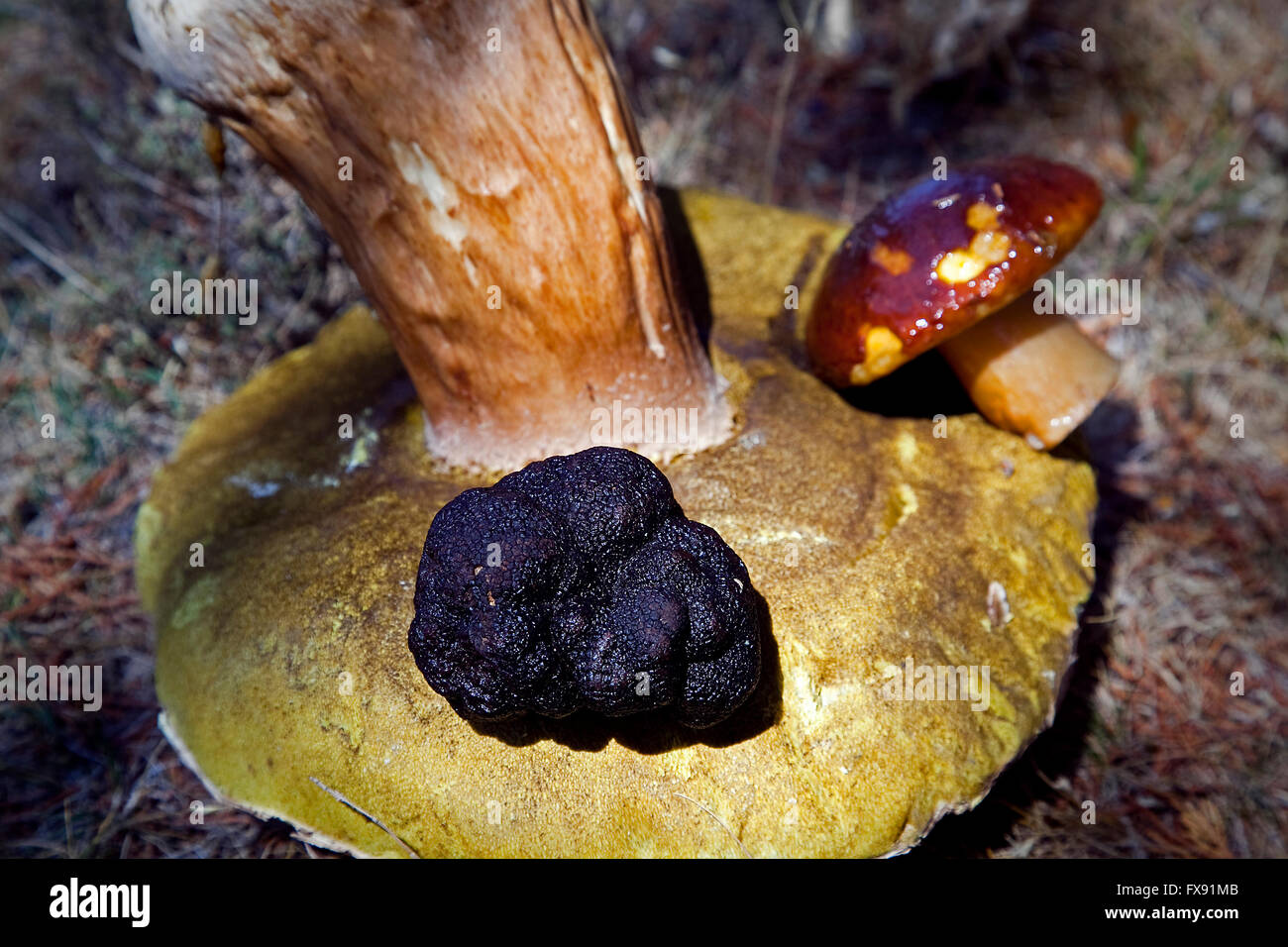 Black truffle, tuber melanosporum, on Porcini mushroom, boletus edulis. Cabrejas del pinar, Soria. Castile-Leon. Spain Stock Photo