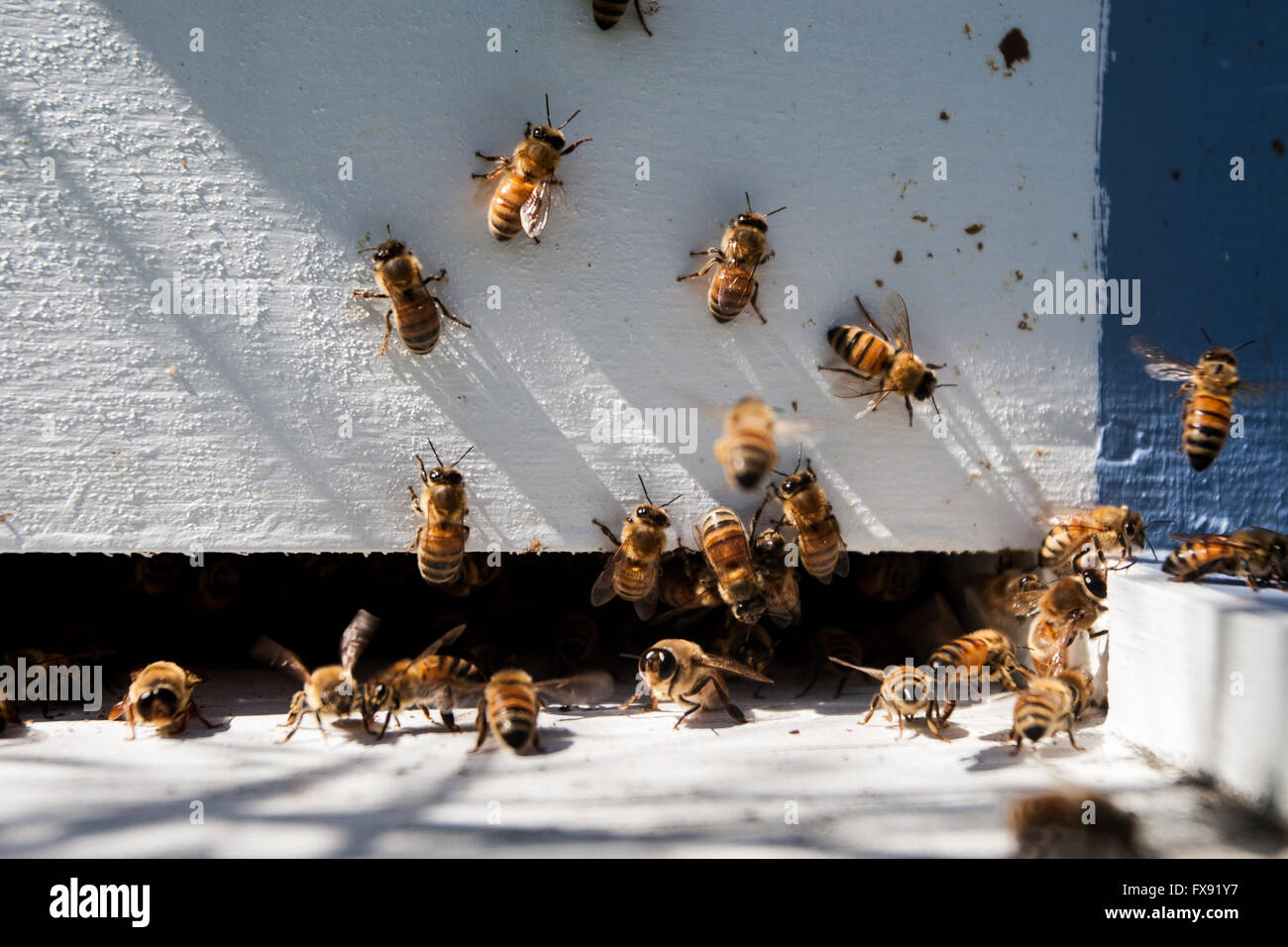 Honey bees fly around the bee hive in Harrowsmith, Ontario on June 14