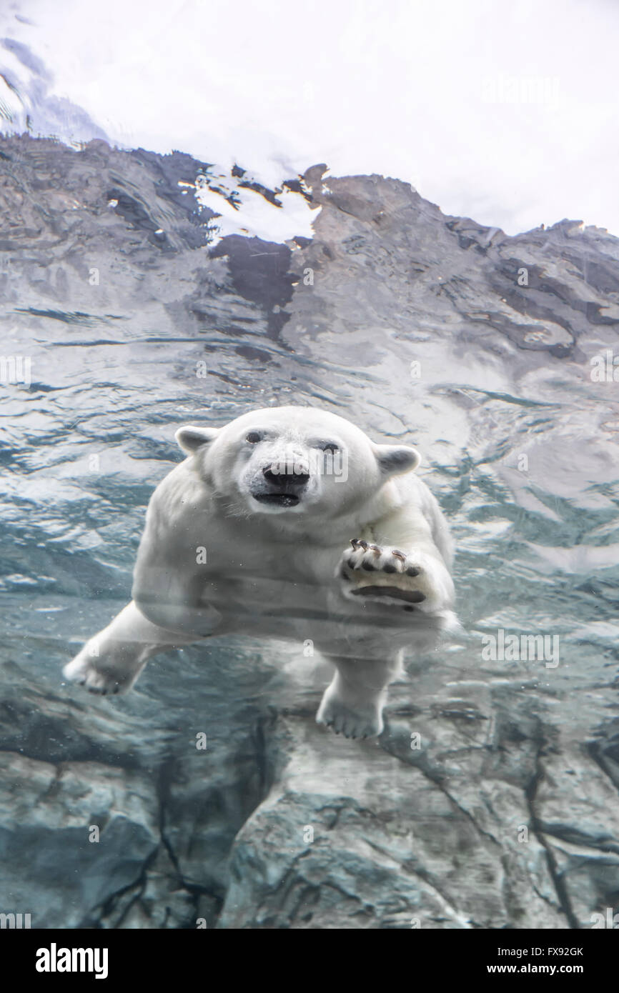 Polar Bear swimming underwater at the Journey to Churchill, Assiniboine Park Zoo, Winnipeg, Manitoba, Canada. Stock Photo