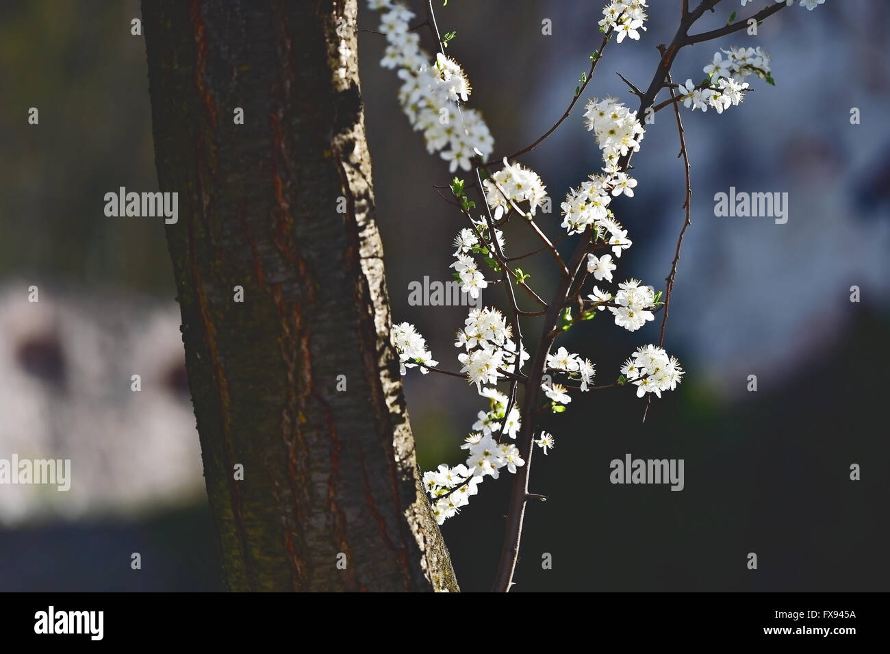 Blooming white cherry flowers on a tree in springtime with blue sky on background Stock Photo