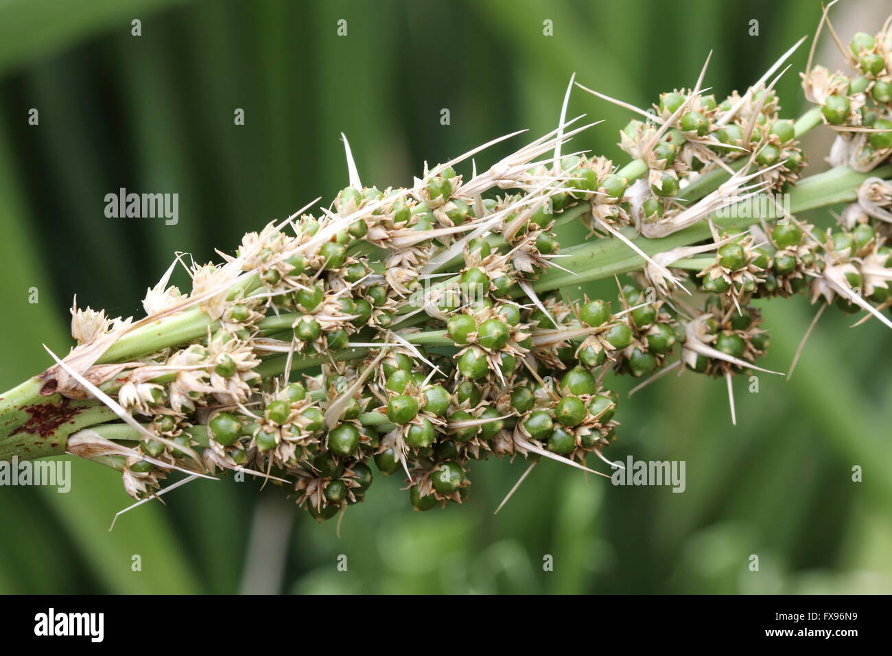 Australian grass seeds hires stock photography and images Alamy