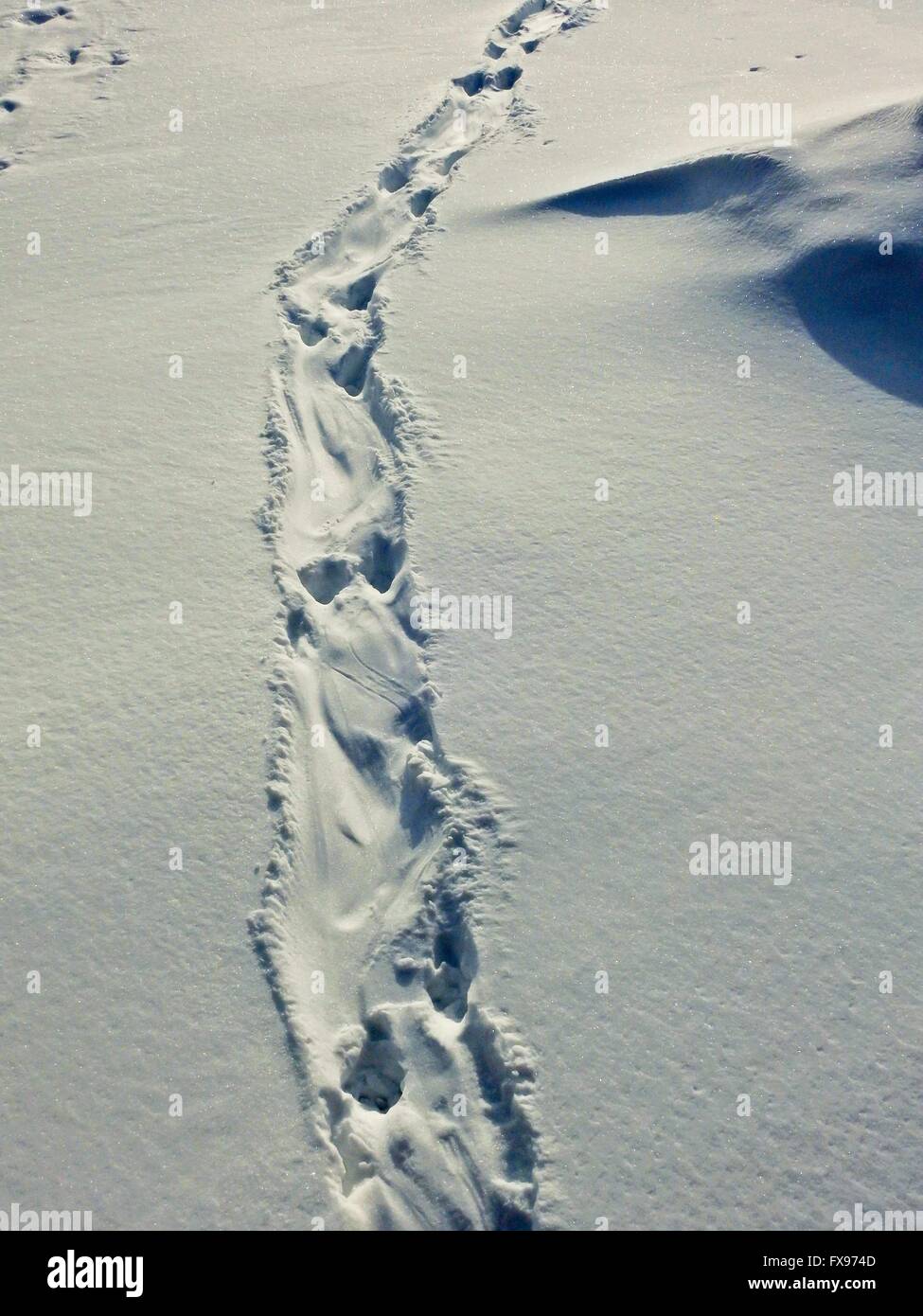 Otter tracks in snow, march 2016 Stock Photo: 102236077 - Alamy