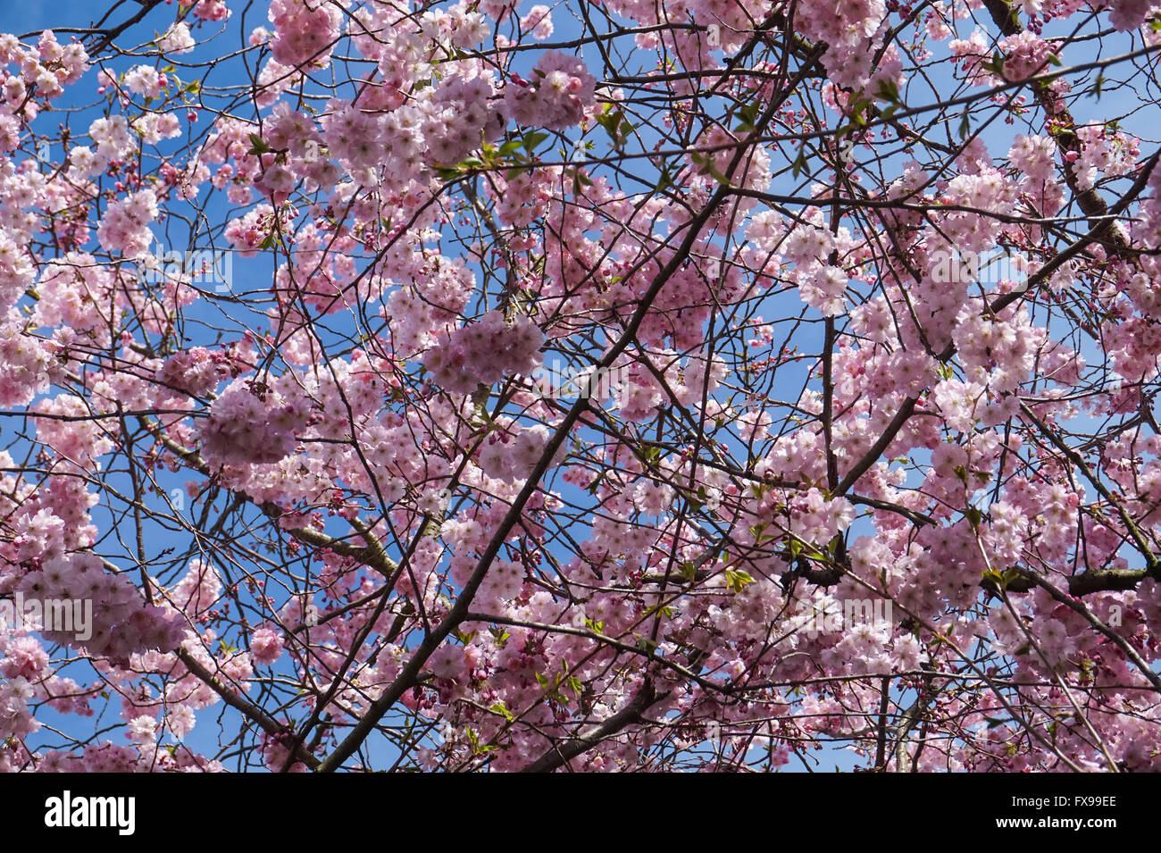 Blooming tree during spring Stock Photo