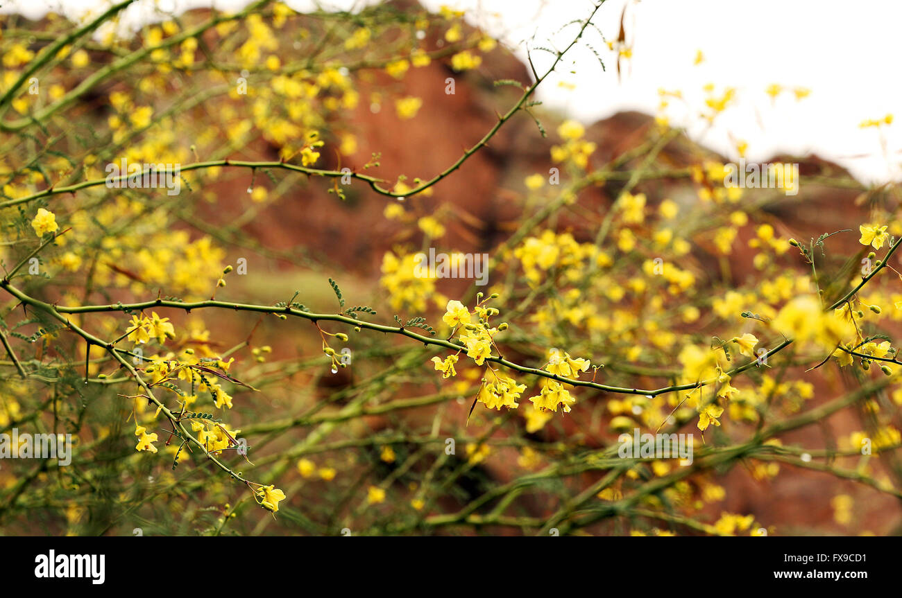 Phoenix, ARIZONA, USA. 10th Apr, 2016. Yellow flowers bloom on the Palo