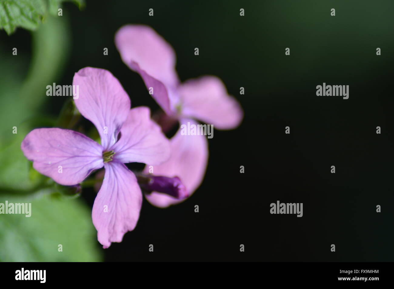 Flowering periwinkles in spring Stock Photo