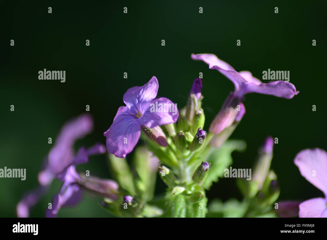 Flowering periwinkles in spring Stock Photo