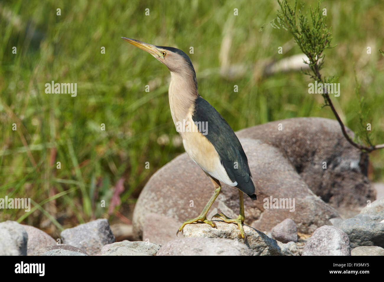 Little Bittern, a heron of europe Stock Photo - Alamy
