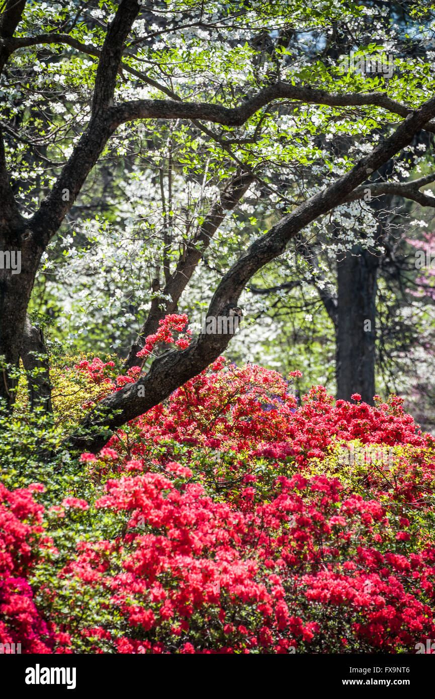 Beautiful spring foliage at Honor Heights Park in Muskogee, Oklahoma, USA. Stock Photo