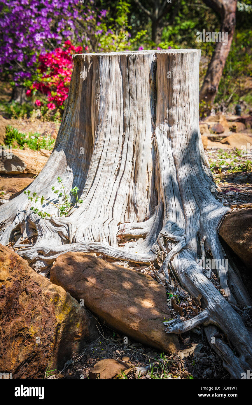 Tree stump with tangled roots growing over rocks at Honor Heights Park in Muskogee, Oklahoma, USA. Stock Photo