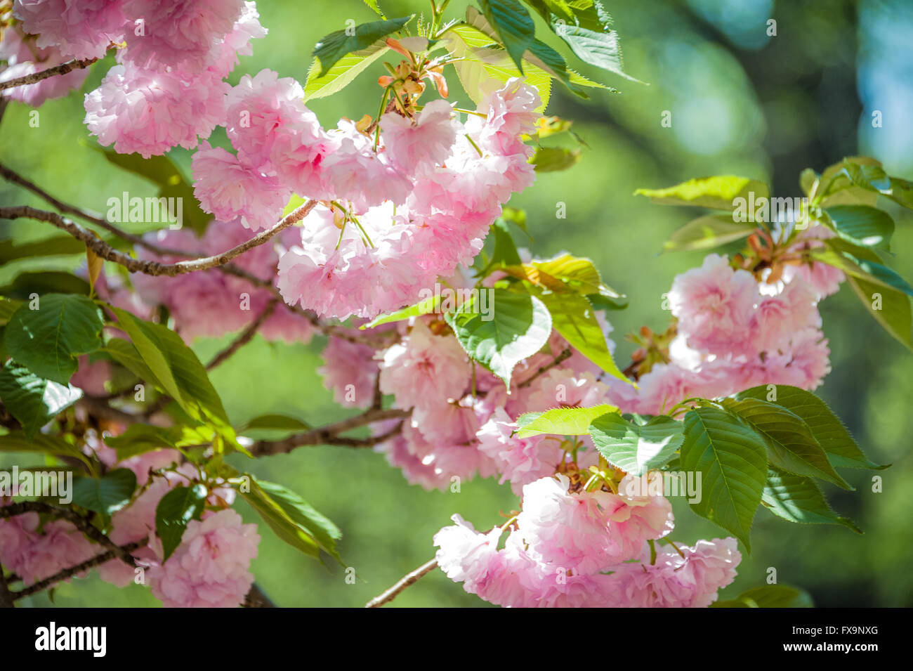 Pink, sunlit spring blossoms at Honor Heights Park in Muskogee, Oklahoma, USA. Stock Photo