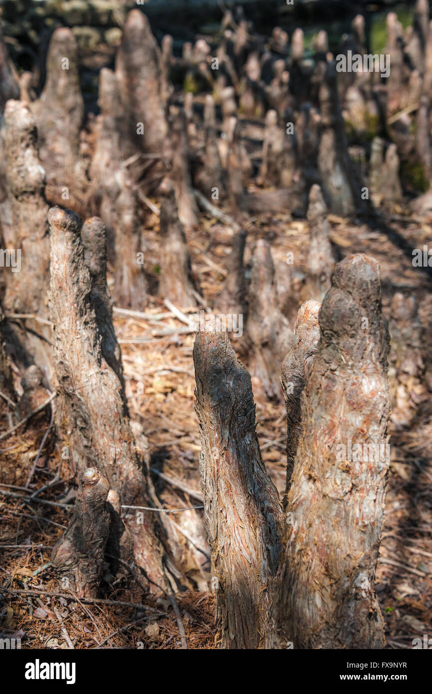 Cypress knees in Muskogee, Oklahoma. Stock Photo