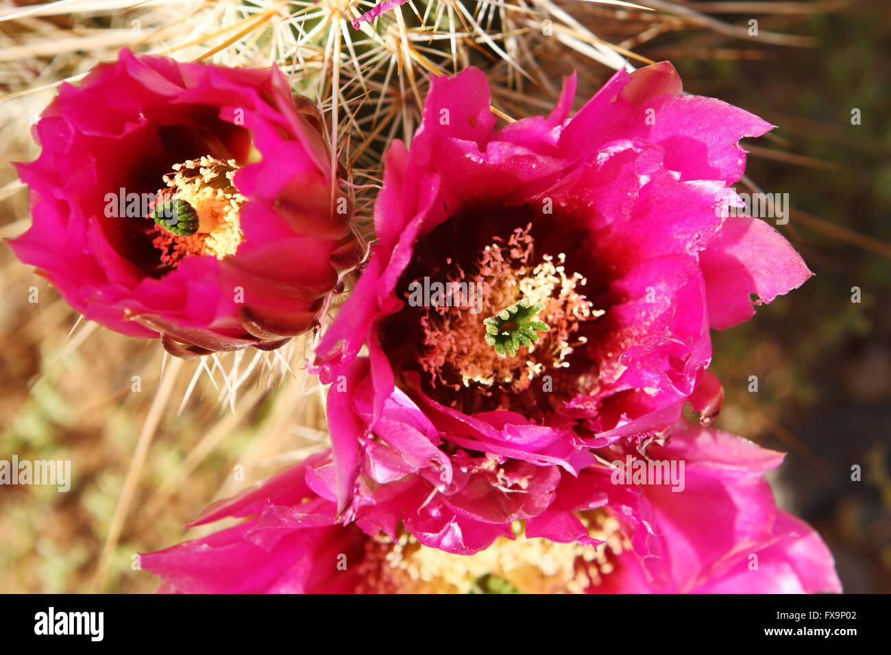 Spring wildflowers bloom in the Arizona desert Stock Photo Alamy