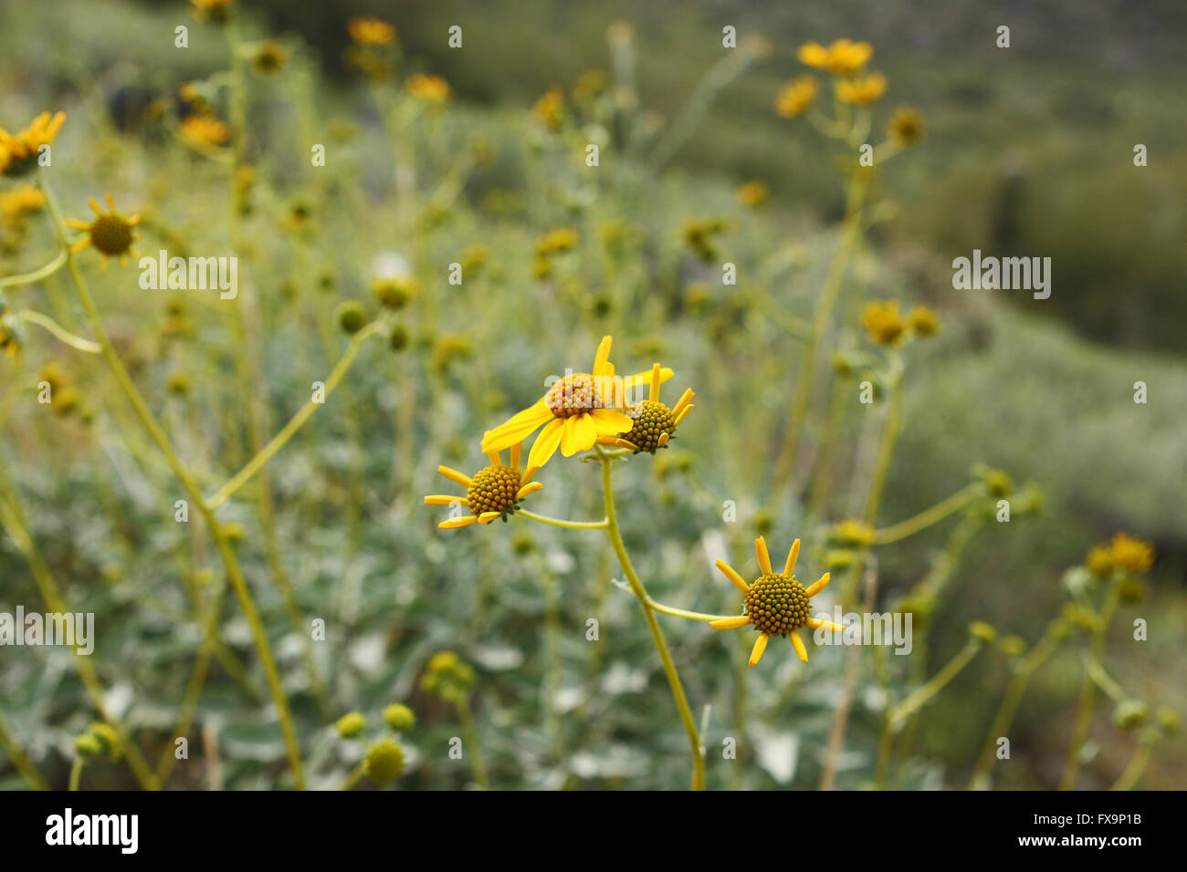 Spring wildflowers bloom in the Arizona desert Stock Photo Alamy